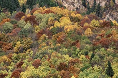 Autumn forest Stock Photos