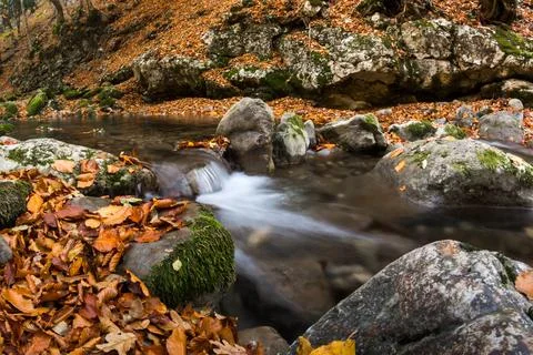 Autumn forest Stock Photos