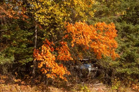 Autumn in the forest Stock Photos