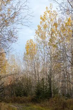 Autumn in the forest Stock Photos