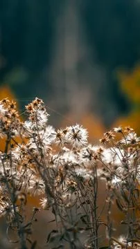Autumn in the forest Stock Photos