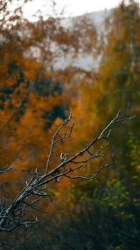Autumn in the forest Stock Photos
