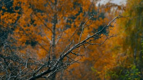 Autumn in the forest Stock Photos