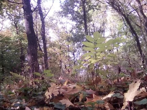 Autumn forest Stock Photos