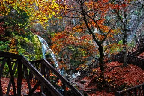 Autumn forest Foto stock