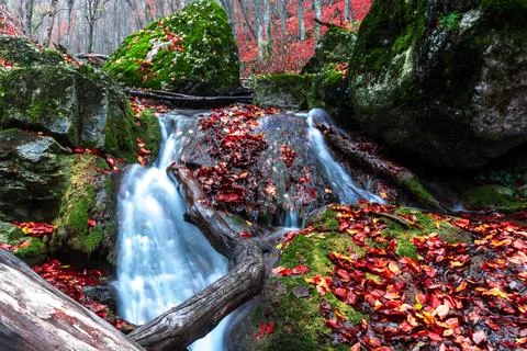 Autumn forest Stock Photos