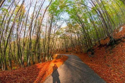 Autumn forest Stock Photos