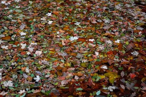 Autumn forest Stock Photos