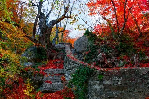 Autumn forest Stock Photos