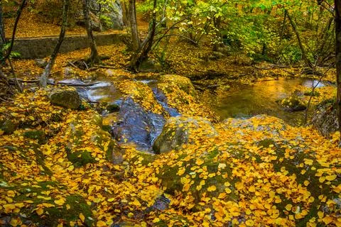Autumn forest Stock Photos