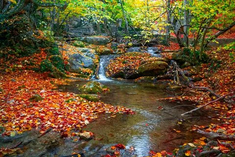 Autumn forest Stock Photos