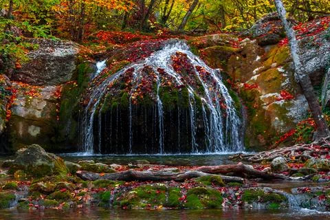 Autumn forest Stock Photos