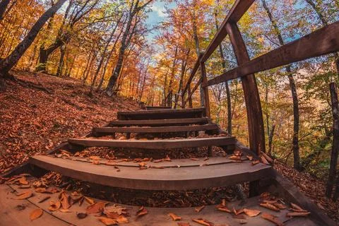 Autumn forest Stock Photos