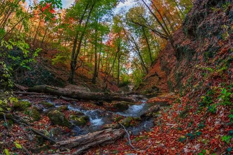 Autumn forest Stock Photos