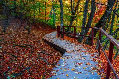 Autumn forest Stock Photos