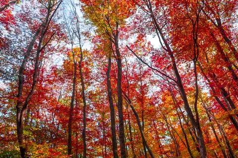 Autumn forest Stock Photos