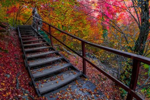 Autumn forest Stock Photos