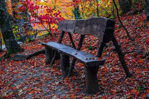 Autumn forest Stock Photos
