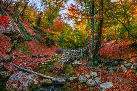 Autumn forest Stock Photos