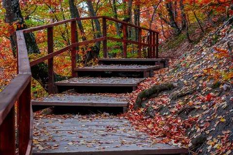 Autumn forest Stock Photos