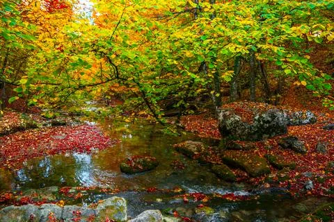 Autumn forest Stock Photos