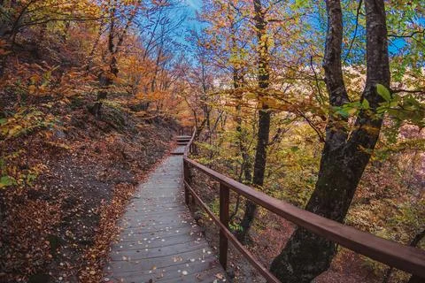 Autumn forest Stock Photos