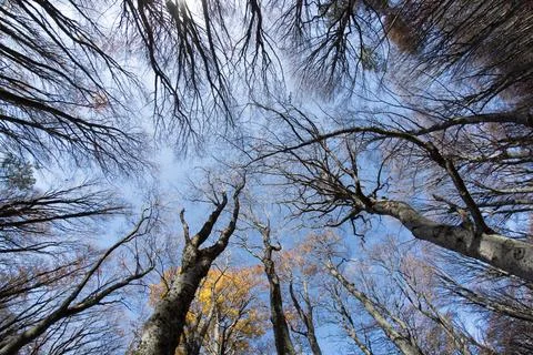 Autumn forest Stock Photos