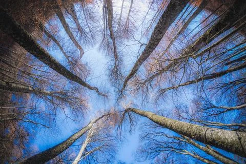 Autumn forest Stock Photos