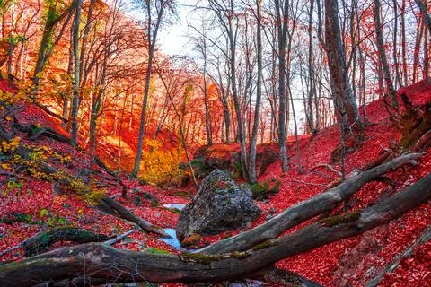 Autumn forest Stock Photos