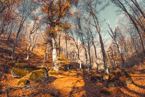 Autumn forest Stock Photos