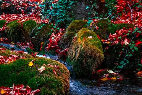 Autumn forest Stock Photos