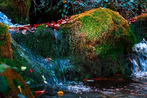 Autumn forest Stock Photos