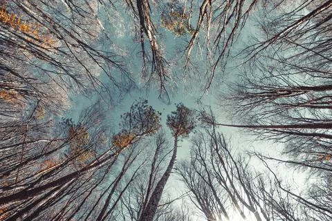 Autumn forest Foto stock