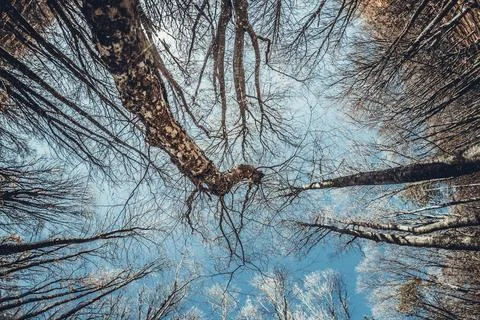 Autumn forest Stock Photos