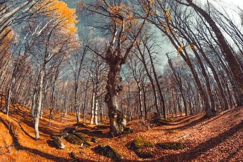 Autumn forest Stock Photos