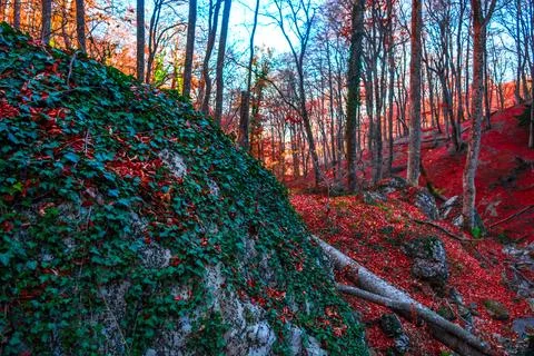 Autumn forest Stock Photos