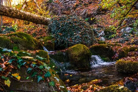 Autumn forest Stock Photos