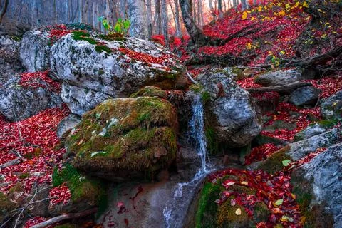 Autumn forest Stock Photos