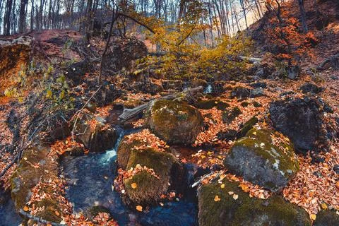 Autumn forest Stock Photos