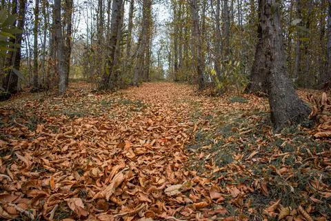 The Autumn Forest Stock Photos