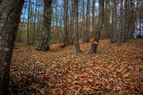 The Autumn Forest Stock Photos