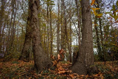 The Autumn Forest Stock Photos