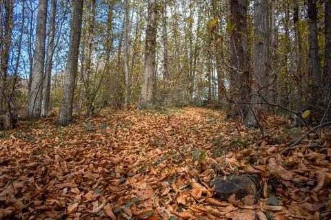 The Autumn Forest 스톡 사진