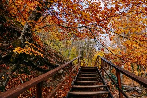 Autumn forest Stock Photos