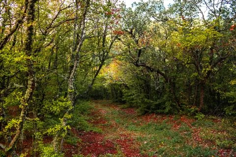 Autumn forest Stock Photos