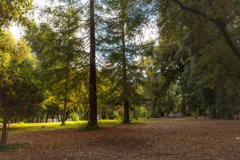 The Autumn Forest Stock-Fotos