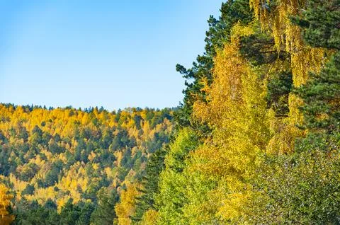 Autumn forest Stock Photos