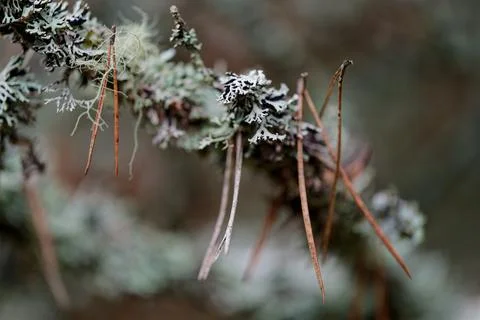Autumn in the forest. Stock Photos