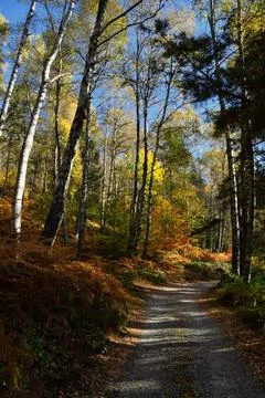 Autumn forest. Stock Photos