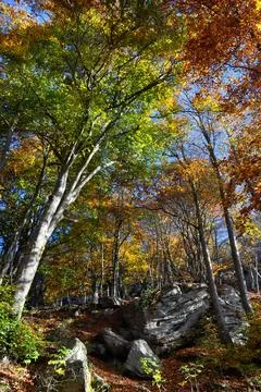 Autumn forest. Stock Photos